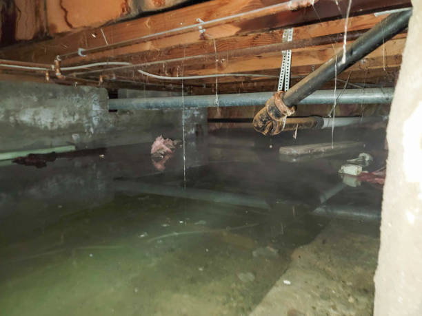 Best Carpet water damage restoration  in Jefferson, TX