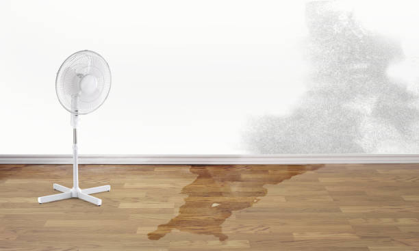 Best Water damage contractors near me  in Jefferson, TX